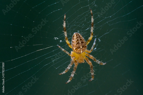 Male spider (species Araneus diadematus) called garden spider, diadem spider, cross spider. It is found throughout the Olarctic ecoregion: Europe, North America, North Africa. Close-up of shooting.