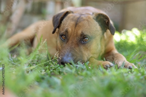 portrait of a brown dog