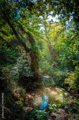 path in the woods © tuki