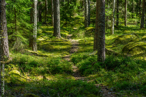 Walking path through a lush green pine forest in Sweden in beautiful summer sunlight © Magnus
