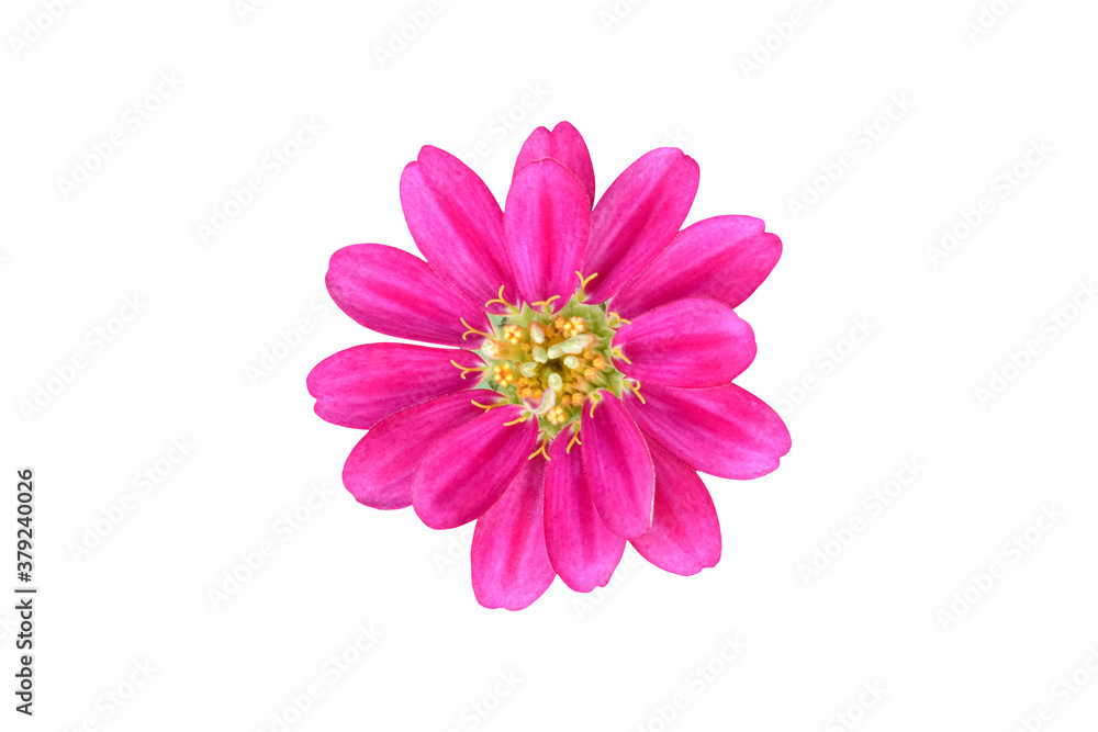 Zinnia elegans flower isolated on white background. Object with clipping path.