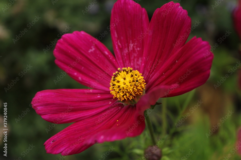 Fototapeta premium flower in the garden