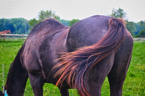 portrait of a horse tail