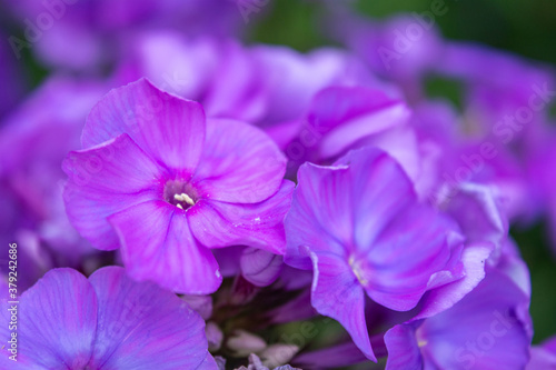 Purple flame phlox flowers. Blooming garden phlox  perennial or summer phlox