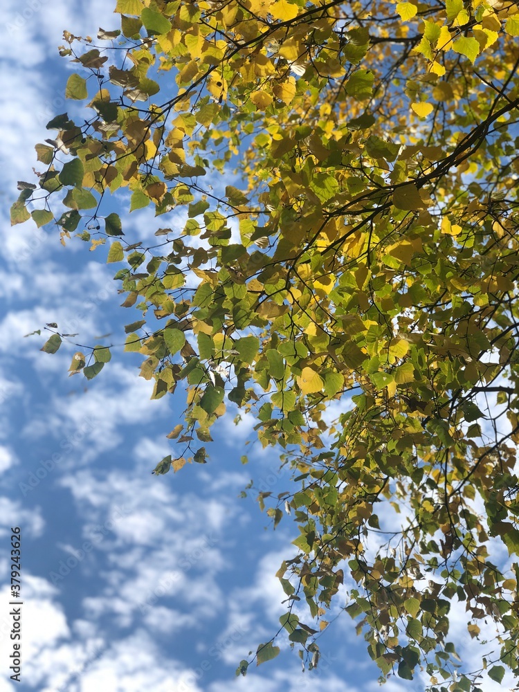 Obraz premium autumn leaves against blue sky