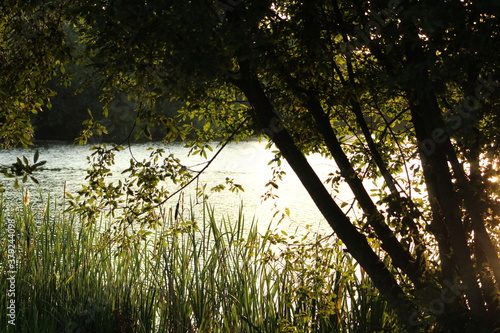 sunset in the forest