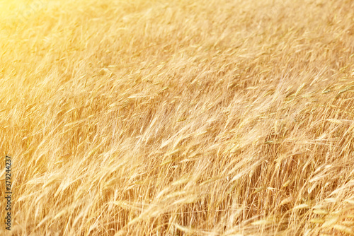 Golden ears of wheat on a sunny summer day