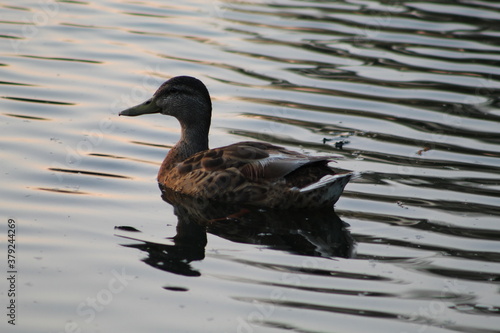duck on the water