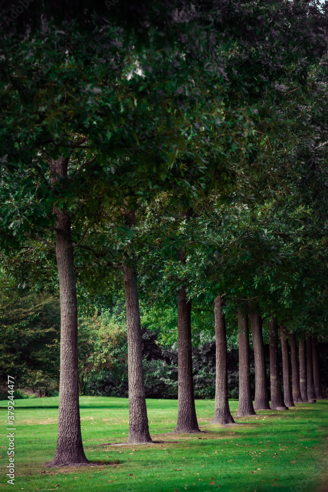 Trees split in perfect rows on a green meadow Trees split in perfect rows on a green meadow