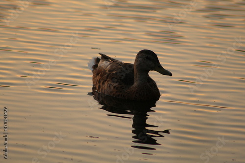 duck on the water