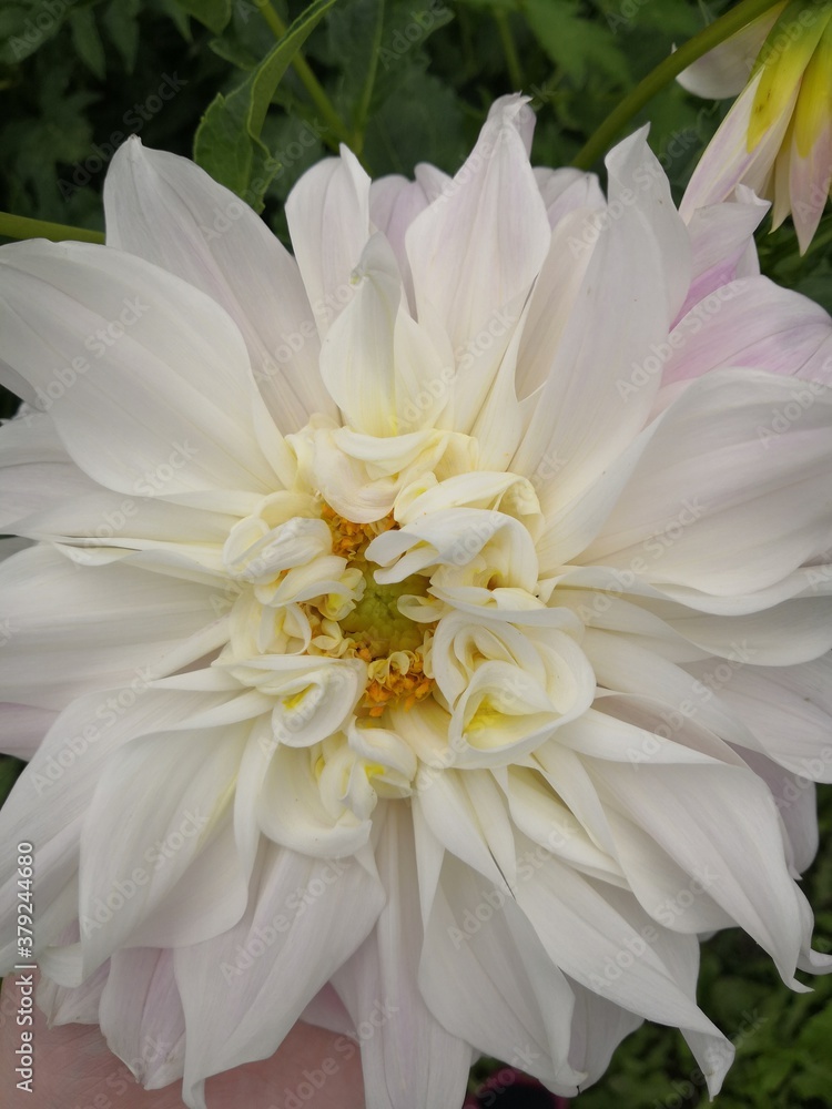 white chrysanthemum flower white chrysanthemum flower