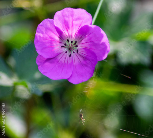 close up of a colorful purple flower between green leaves