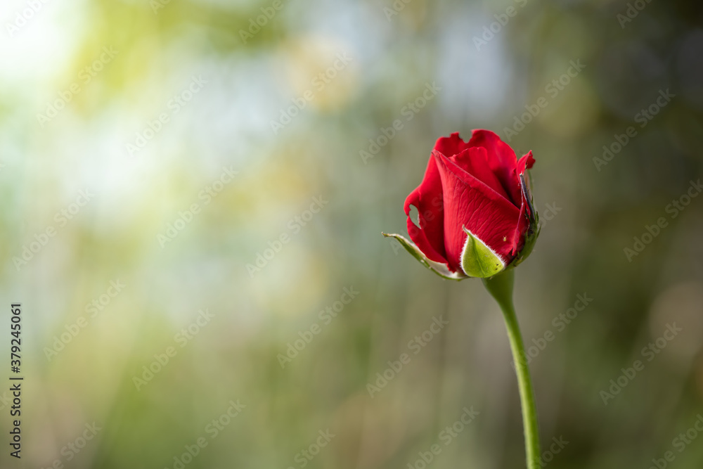 Fototapeta premium Roses in the garden