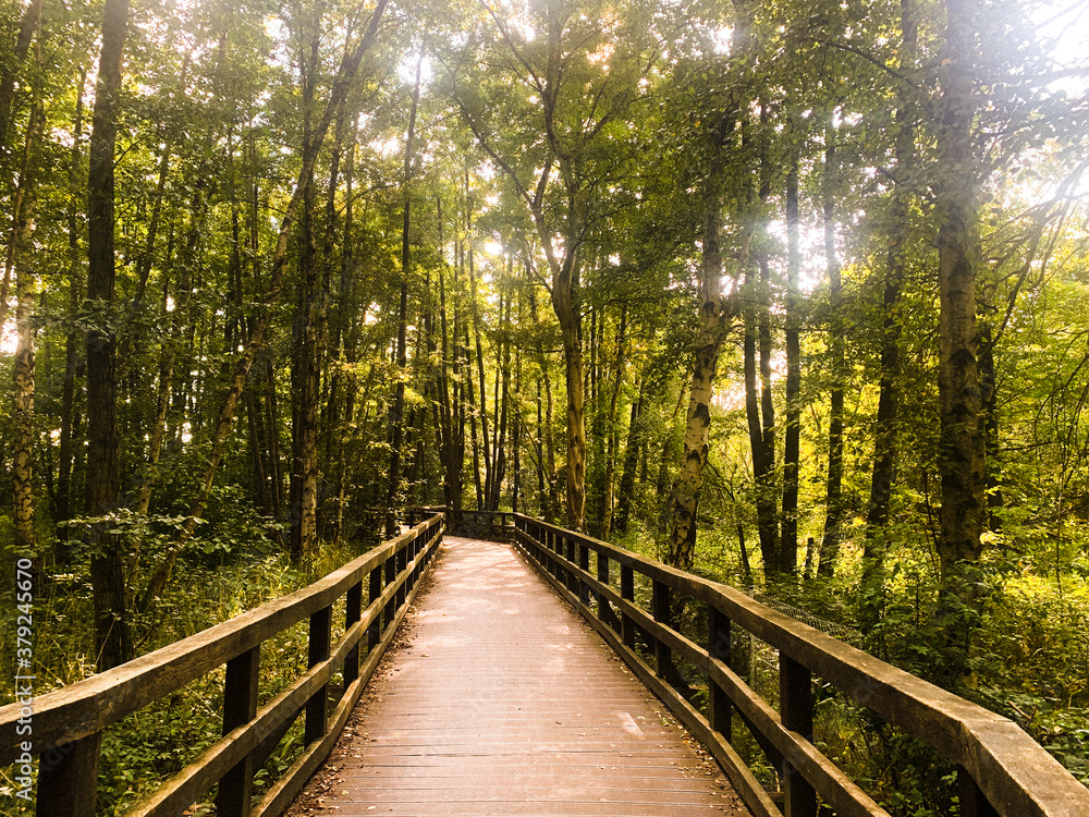 Boardwalk in a densely overgrown forest in the evening sun Boardwalk in a densely overgrown forest in the evening sun