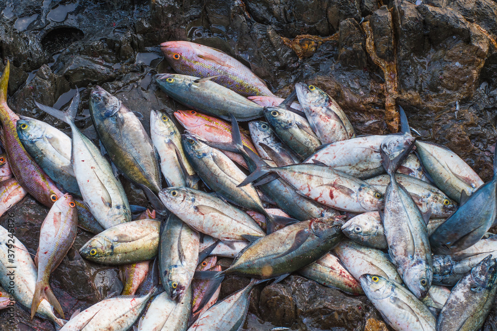 Fototapeta premium Catch of the day. Many Yellow tail Snapper and Blue runner scad fish drying under the sun at the local street food market at beach
