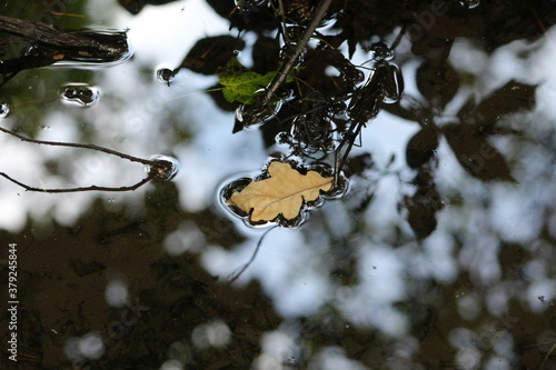 Leaf on the Water
