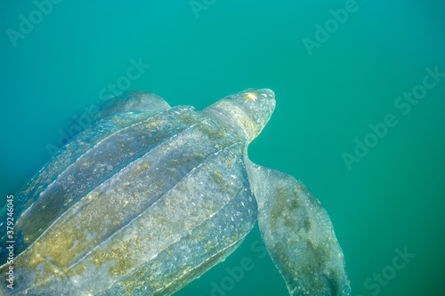 Photography A large leatherback turtle swimming in the cold atlantic ocean