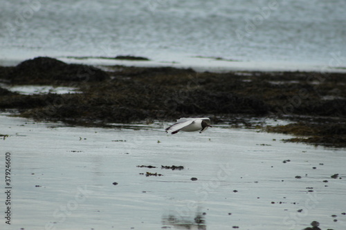 flying black headed herring gull