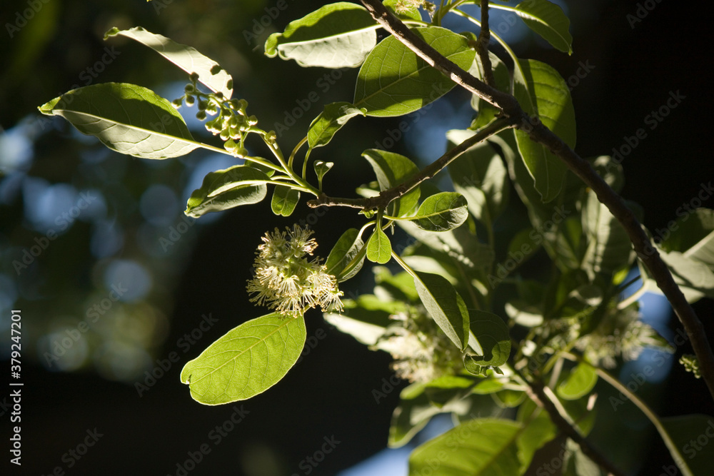Fototapeta premium primer plano de hojas verdes de árbol con luz de sol rasante con sombras laterales 