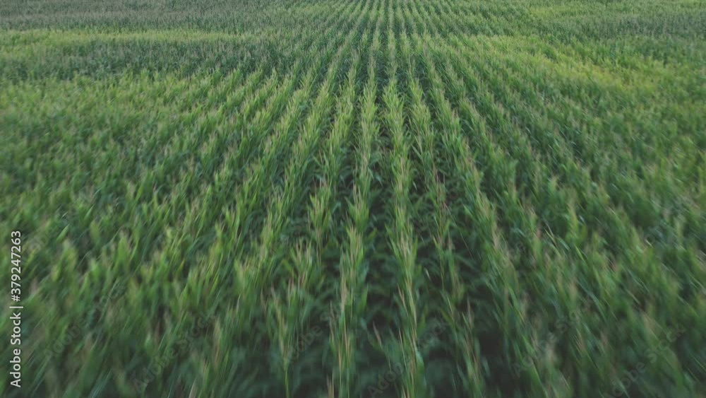 Flying drone above farms and corn Fields, Beautiful view on the Hills and farms during the Sunset Flying drone above farms and corn Fields, Beautiful view on the Hills and farms during the Sunset