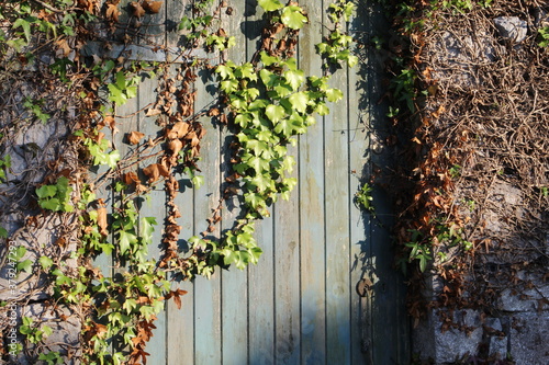 ivy on a wooden gate