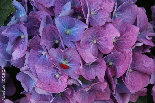 purple flowers in the garden
