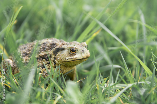 Common toad or European toad repose in green grass . portrait of large amphibian in the nature habitat © kapichka