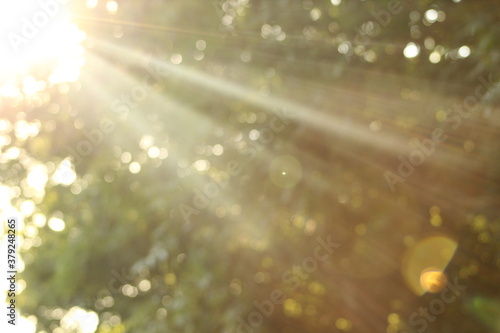 light through the trees