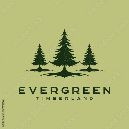 Pinus Tree Evergreen Logo, Rustic Retro Vintage vector