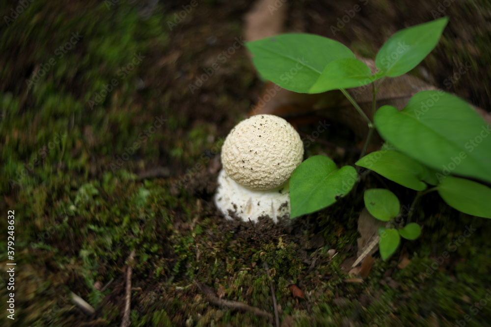 Tokyo,Japan-September 20, 2020: Swirly bokeh--Young fruit body of Isolated Amanita pantherina on dead leaves
Tokyo,Japan-September 20, 2020: Swirly bokeh--Young fruit body of Isolated Amanita pantherina on dead leaves