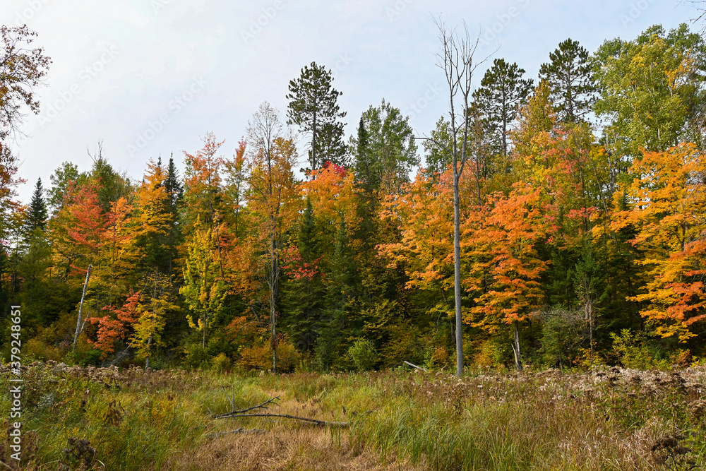 autumn in the forest