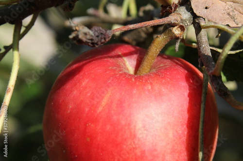 red apple on a tree