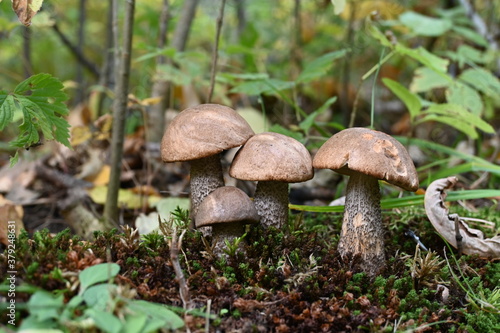 Four mushrooms on forest floor. 