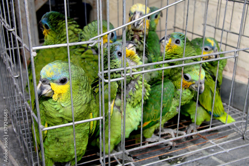 eunapolis, bahia / brazil - february 26, 2008: baby parrot seized from the hands of an animal dealer by the Federal Highway Police on Highway BR 101 in the city of Eunapolis photo