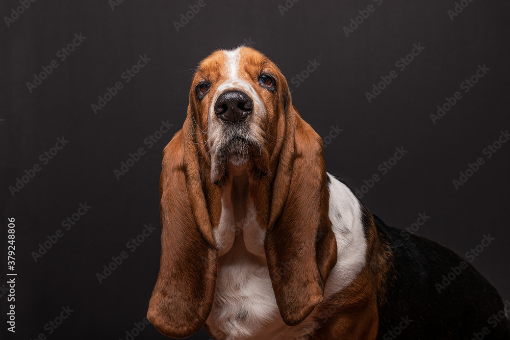 Funny basset hound at studio.