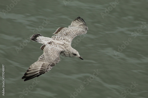 baby seagull in flight
