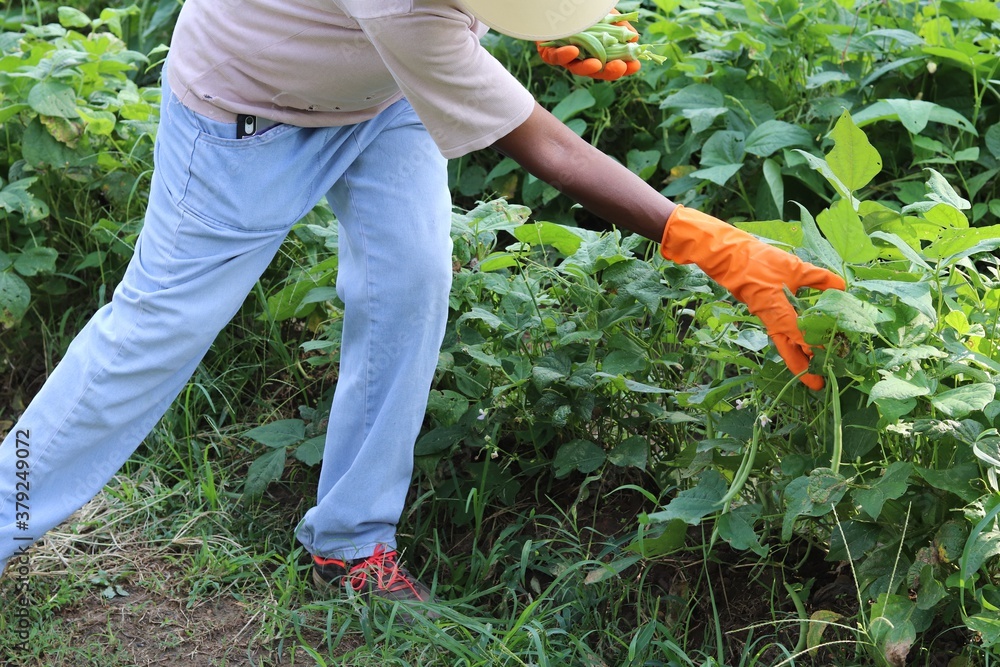 Fototapeta premium person working in the garden