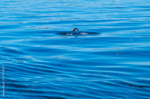 A large leatherback sea turtle or marine turtle swimming in the blue atlantic ocean. The reptile has its head out of the water with its long fins on top of the water moving away from the camera.