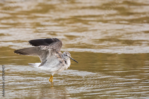 Greater Yellowlegs Shorebird Stretches Wings While Wading ain a Marsh © Jeff Huth