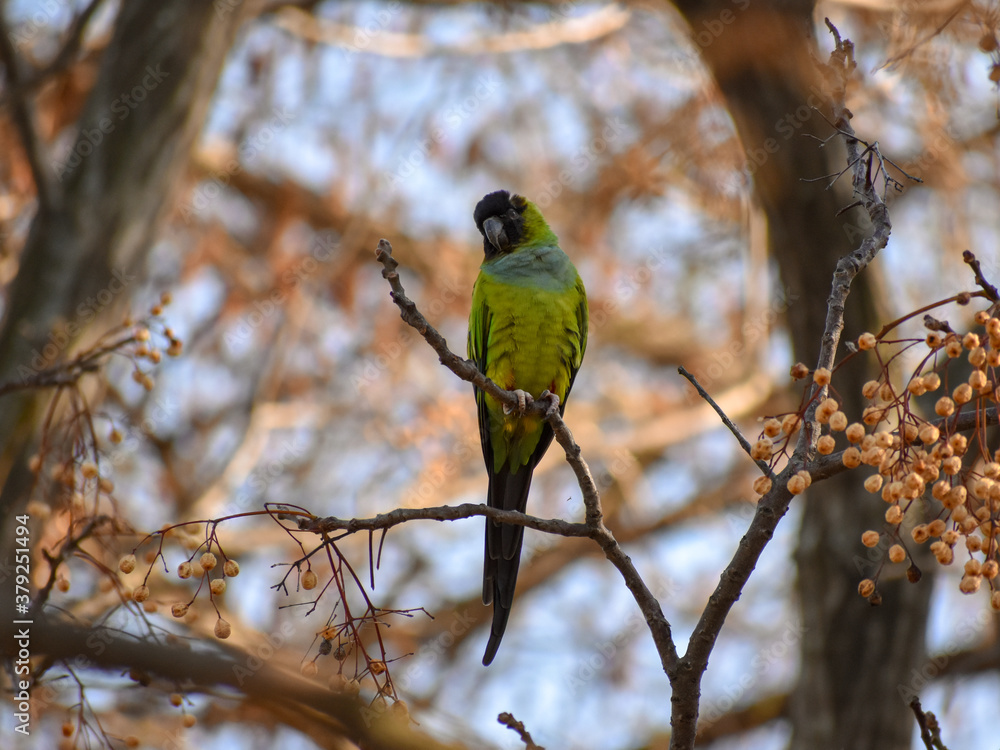 wild nanday parakeet (Aratinga nenday) in a tree wild nanday parakeet (Aratinga nenday) in a tree