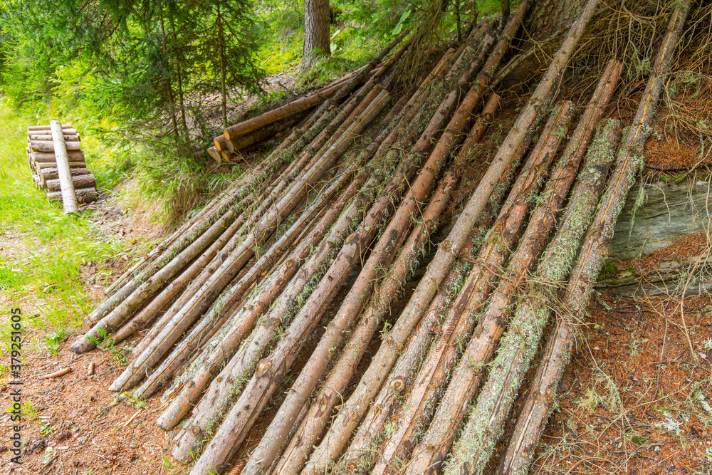 Gefällte Nadelbäume im Wald mit kleinem Holzstapel Gefällte Nadelbäume im Wald mit kleinem Holzstapel