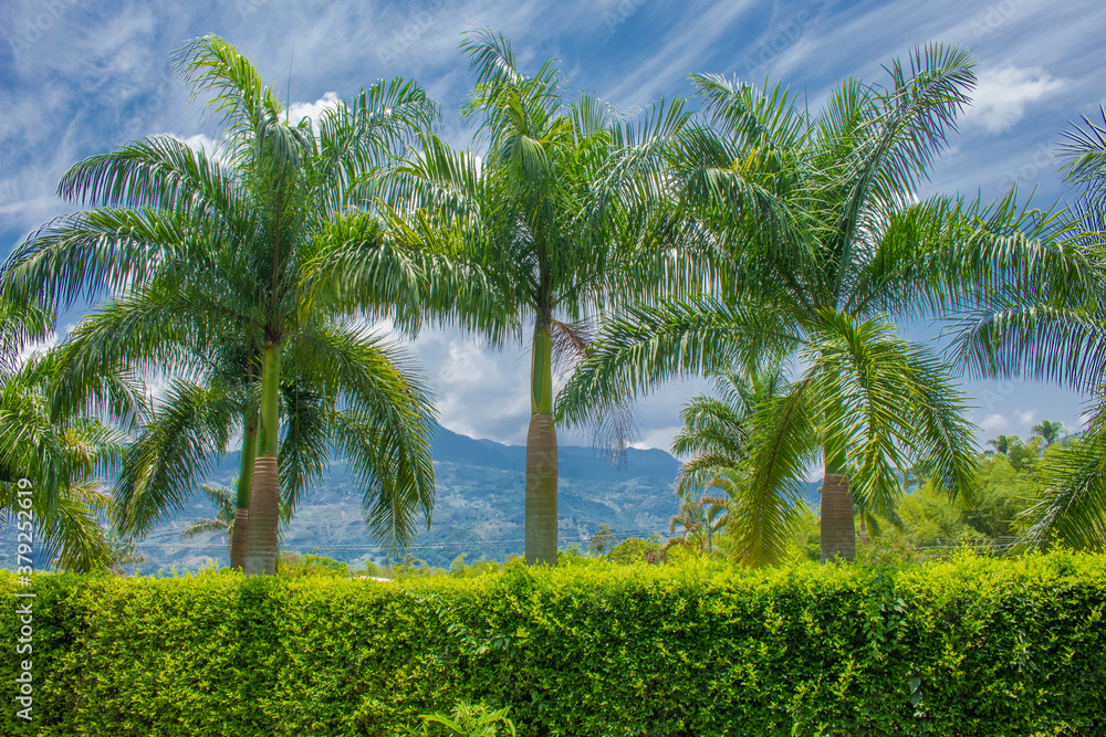 Obraz premium Palm trees and tropical plants on blue sky natural background.