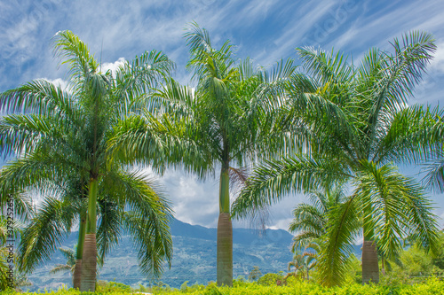Palm trees and tropical plants on blue sky natural background. 