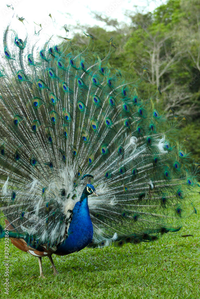 Fototapeta premium peacock with feathers