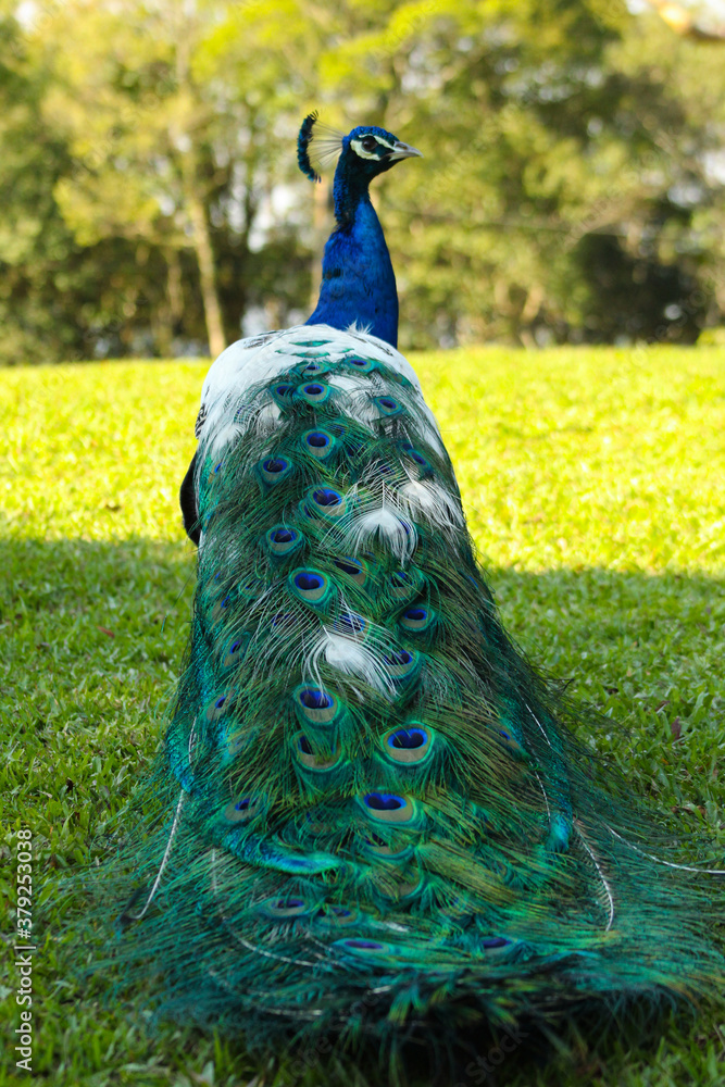 Obraz premium peacock with feathers