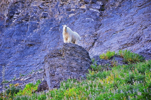 Mountain Goat (oreamnos americanus) white, furry on the Mount Timpanogos hiking backpacking Timpooneke trail in Uinta Wasatch Cache National Forest, Utah Lake, by Salt Lake, Rocky Mountains in Utah Co photo