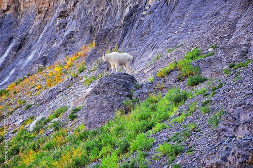 Mountain Goat (oreamnos americanus) white, furry on the Mount Timpanogos hiking backpacking Timpooneke trail in Uinta Wasatch Cache National Forest, Utah Lake, by Salt Lake, Rocky Mountains in Utah Co photo