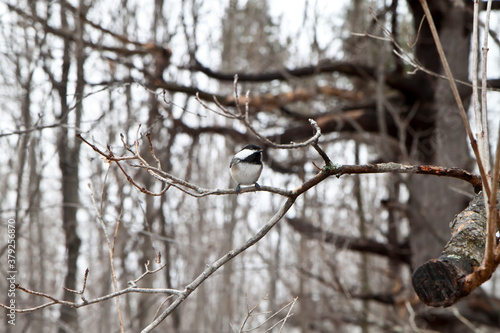 bird in winter forest