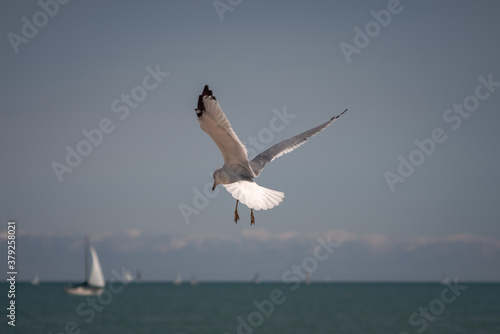 A close up wildlife photograph of a gray black and white seagull hovering above Lake Michigan with its wings flapping looking for food near Montrose Harbor in Chicago with sailboat on the horizon.