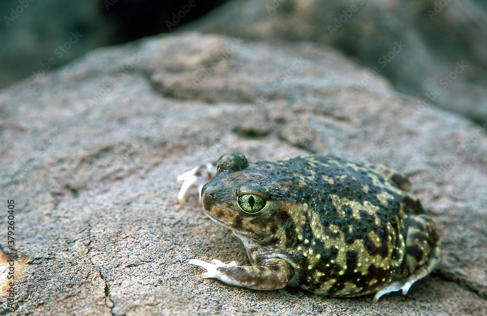 Obraz premium Couch's Spadefoot Toad on rock